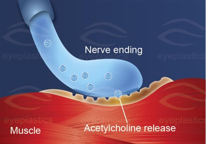 SNARE protein complex โ toxin target